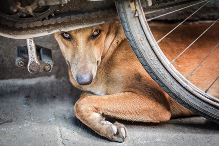 Street dog hiding behind a bicycle in urban city