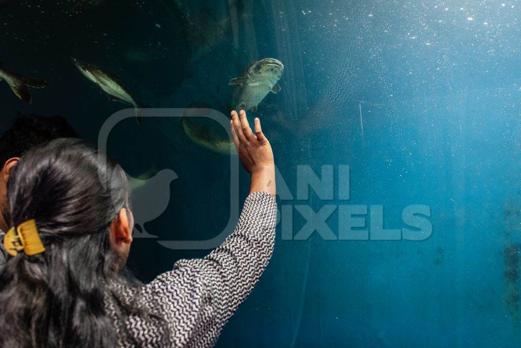 Spectators watching fish in a tank at an underwater fish tunnel expo aquarium in Pune, Maharashtra, India, 2024