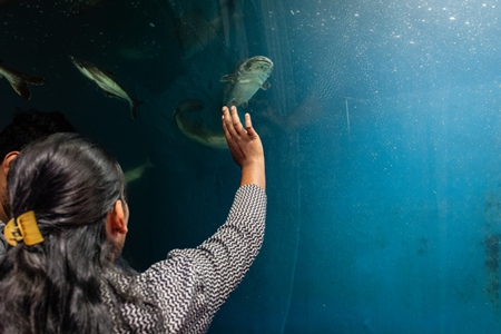 Spectators watching fish in a tank at an underwater fish tunnel expo aquarium in Pune, Maharashtra, India, 2024