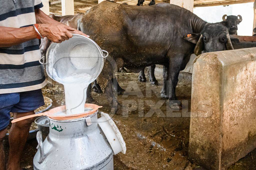 A worker pours milk into a milk can with farmed Indian buffaloes in the background in a large shed on an urban dairy farm or tabela, Aarey milk colony, Mumbai, India, 2023
