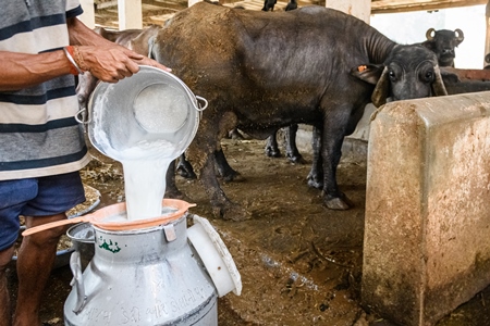 A worker pours milk into a milk can with farmed Indian buffaloes in the background in a large shed on an urban dairy farm or tabela, Aarey milk colony, Mumbai, India, 2023