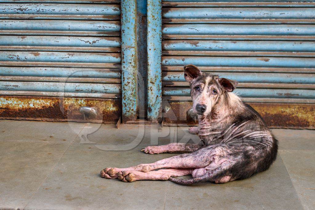 Indian street dog or stray pariah dog with mange or skin disease, Malvan, India, 2022