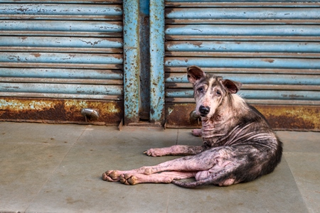 Indian street dog or stray pariah dog with mange or skin disease, Malvan, India, 2022