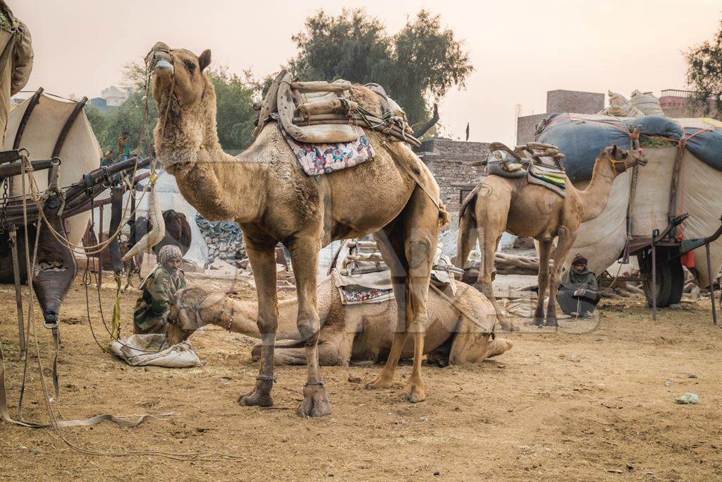 Working camels used for animal labour in Bikaner in Rajasthan