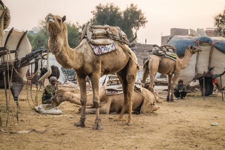 Working camels used for animal labour in Bikaner in Rajasthan