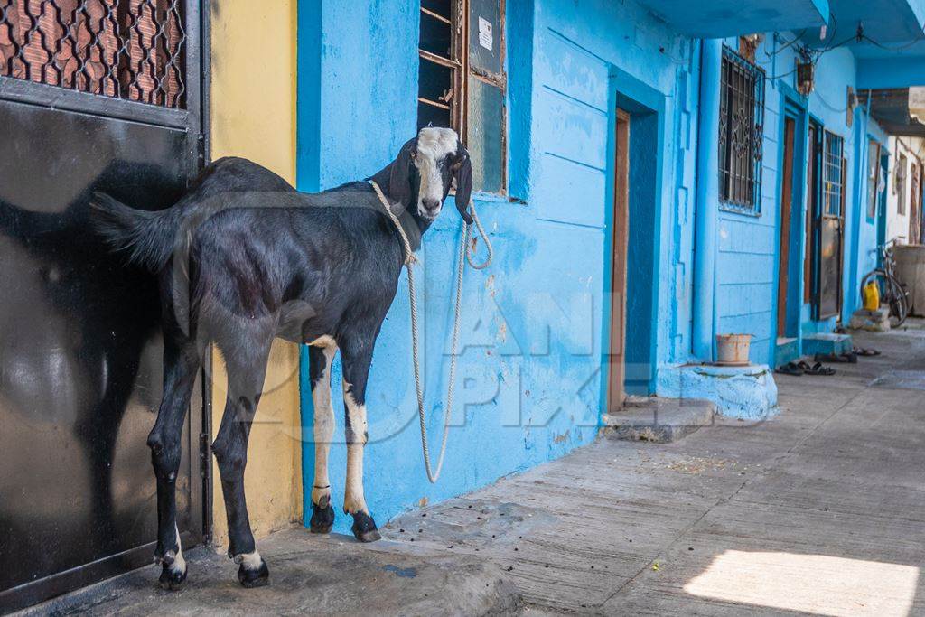 Goat bought for Eid religious sacrifice tied up in urban city street with blue wall background