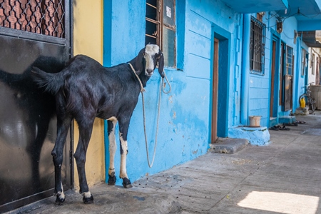 Goat bought for Eid religious sacrifice tied up in urban city street with blue wall background