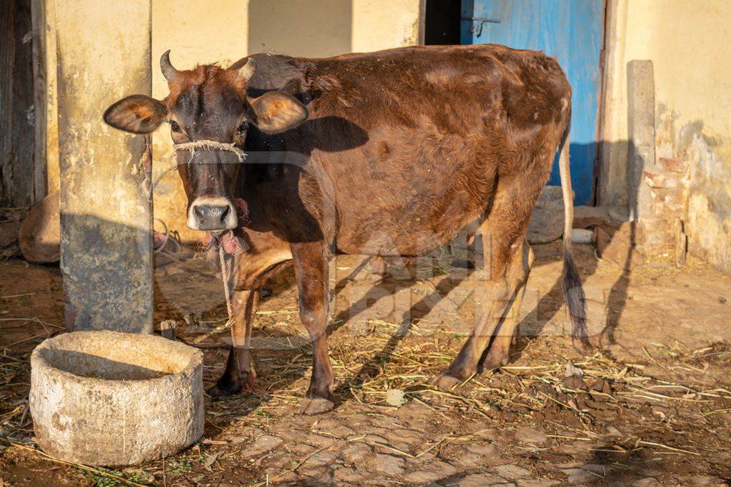 Indian cow and calf tied up on a dairy farm in a rural village near Haridwar, India, 2016