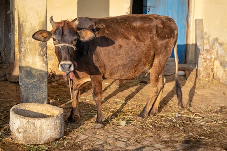 Indian cow and calf tied up on a dairy farm in a rural village near Haridwar, India, 2016