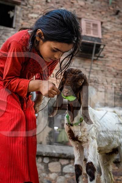 Indian girl feeding goat on a street in Delhi, India, 2023