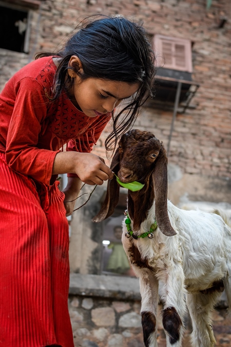 Indian girl feeding goat on a street in Delhi, India, 2023