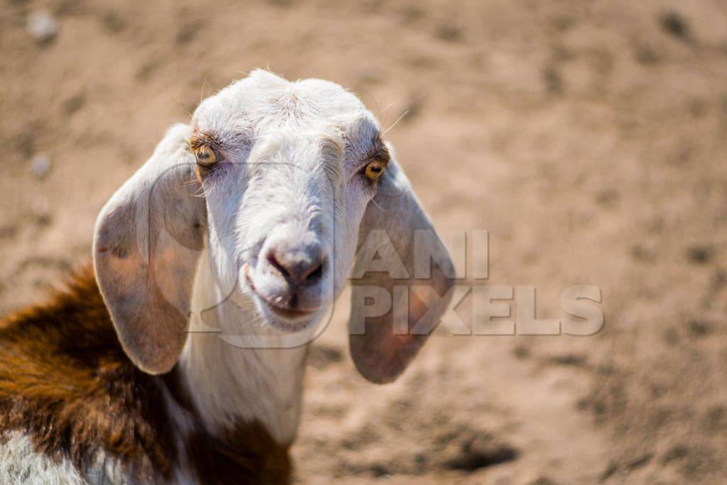 Goat sitting on the ground with brown background