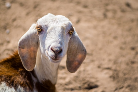 Goat sitting on the ground with brown background