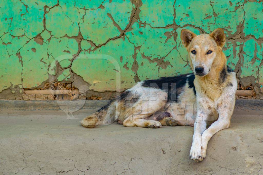 Indian stray or street dog lying in front of green wall background in Manipur in the Northeast of India