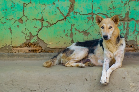 Indian stray or street dog lying in front of green wall background in Manipur in the Northeast of India