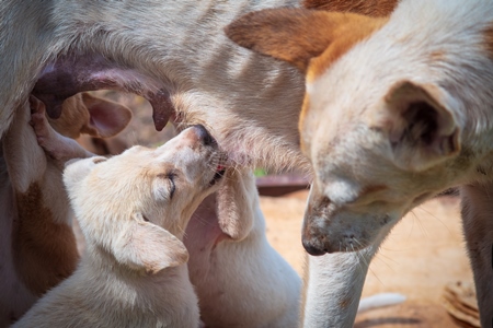 Small cute Indian street or stray dog puppy suckling from the mother, in Maharashtra in India