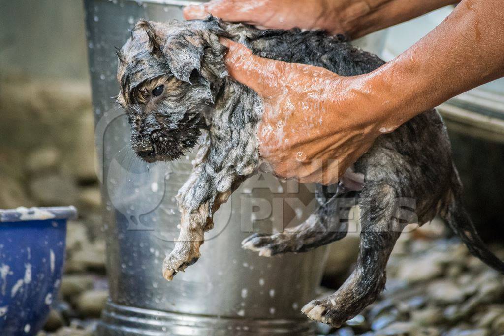 Woman giving pet puppy a bath