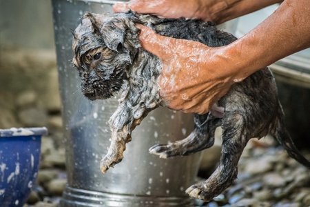 Woman giving pet puppy a bath