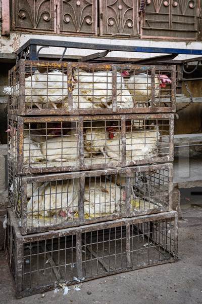 Indian broiler chickens stacked in cages outside a small chicken shop in Jaipur, India, 2022