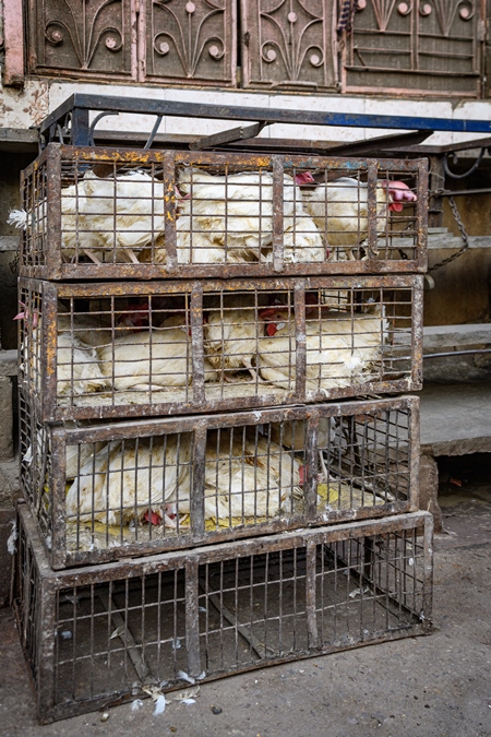 Indian broiler chickens stacked in cages outside a small chicken shop in Jaipur, India, 2022