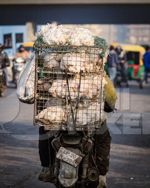 Indian broiler chickens transported in cages on a motorbike at Ghazipur murga mandi, Ghazipur, Delhi, India, 2022