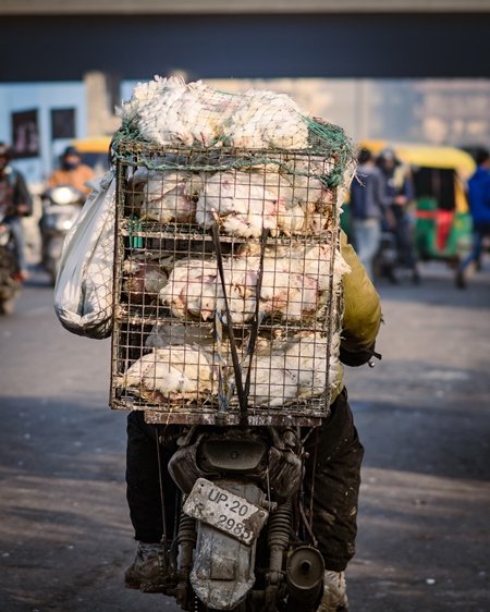 Indian broiler chickens transported in cages on a motorbike at Ghazipur murga mandi, Ghazipur, Delhi, India, 2022