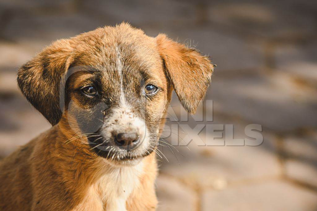 Small cute Indian street puppy dog or Indian stray pariah puppy dog face, Jodhpur, Rajasthan, India, 2022