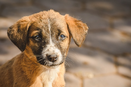 Small cute Indian street puppy dog or Indian stray pariah puppy dog face, Jodhpur, Rajasthan, India, 2022