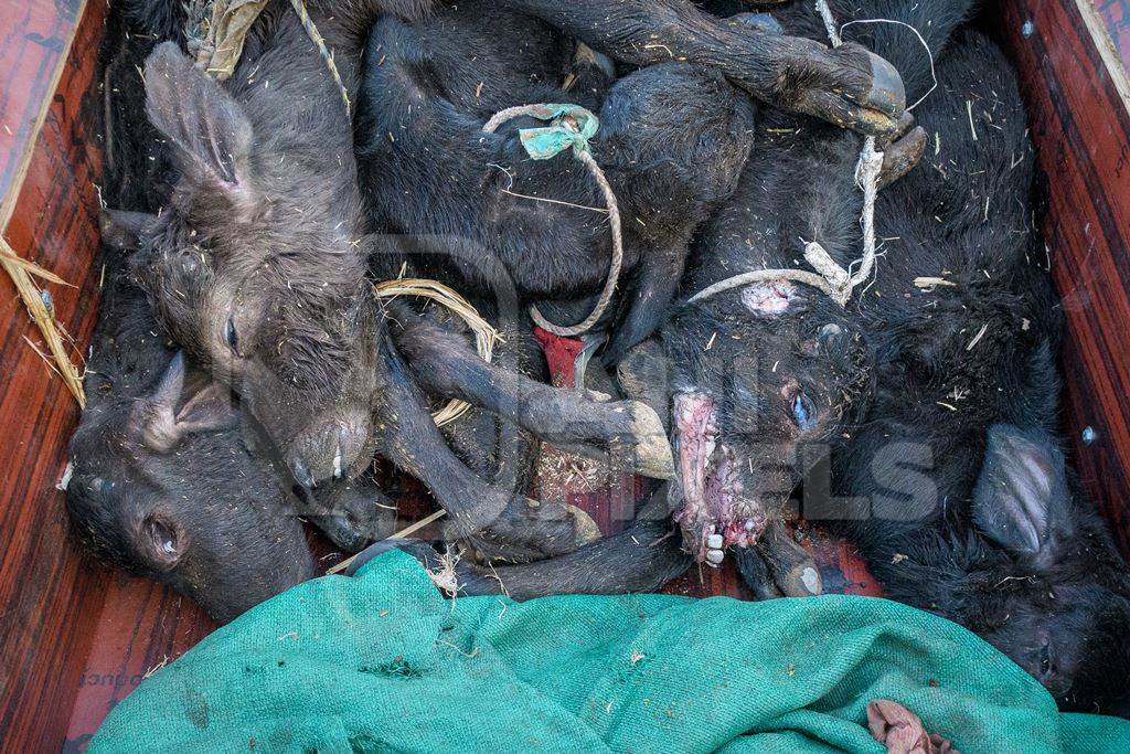 Dead farmed Indian buffalo calves in a truck on an urban dairy farm or tabela, Aarey milk colony, Mumbai, India, 2023