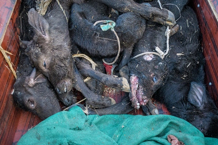 Dead farmed Indian buffalo calves in a truck on an urban dairy farm or tabela, Aarey milk colony, Mumbai, India, 2023