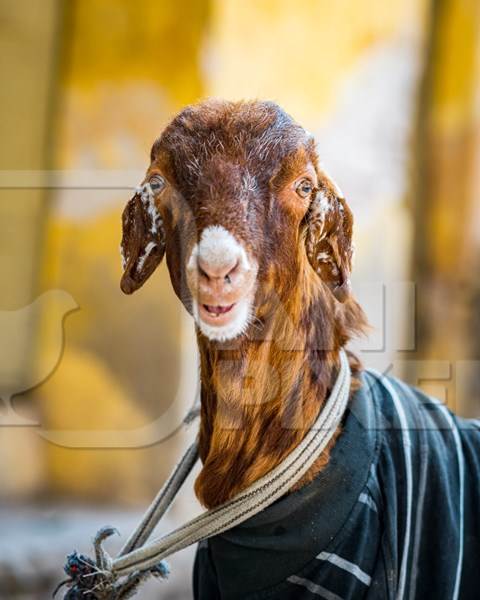 Indian goat wearing a sweater tied up in the street in the urban city of Jaipur, India, 2022