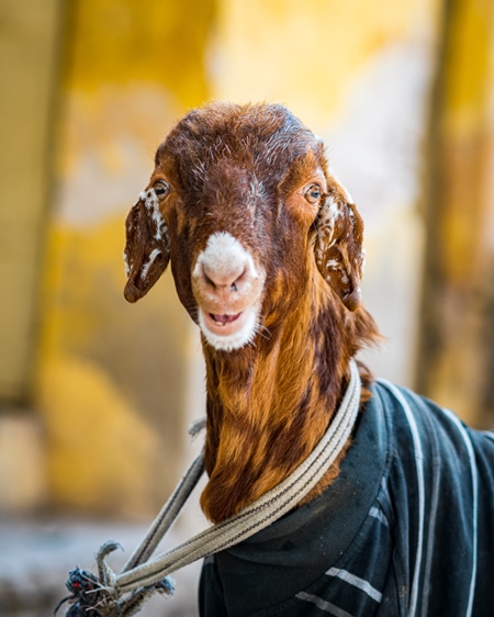 Indian goat wearing a sweater tied up in the street in the urban city of Jaipur, India, 2022