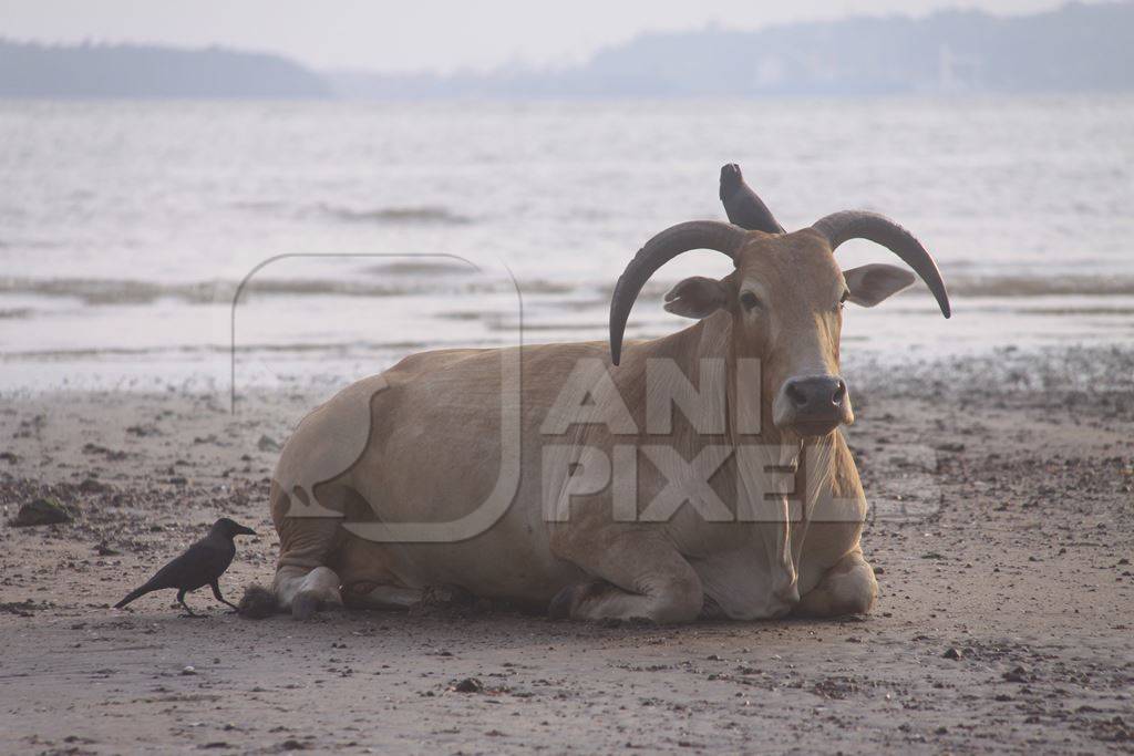 Large cow sitting on beach with sea in background