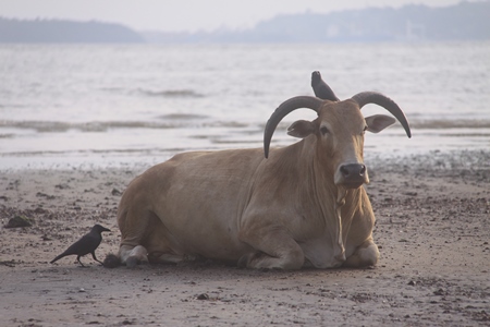 Large cow sitting on beach with sea in background