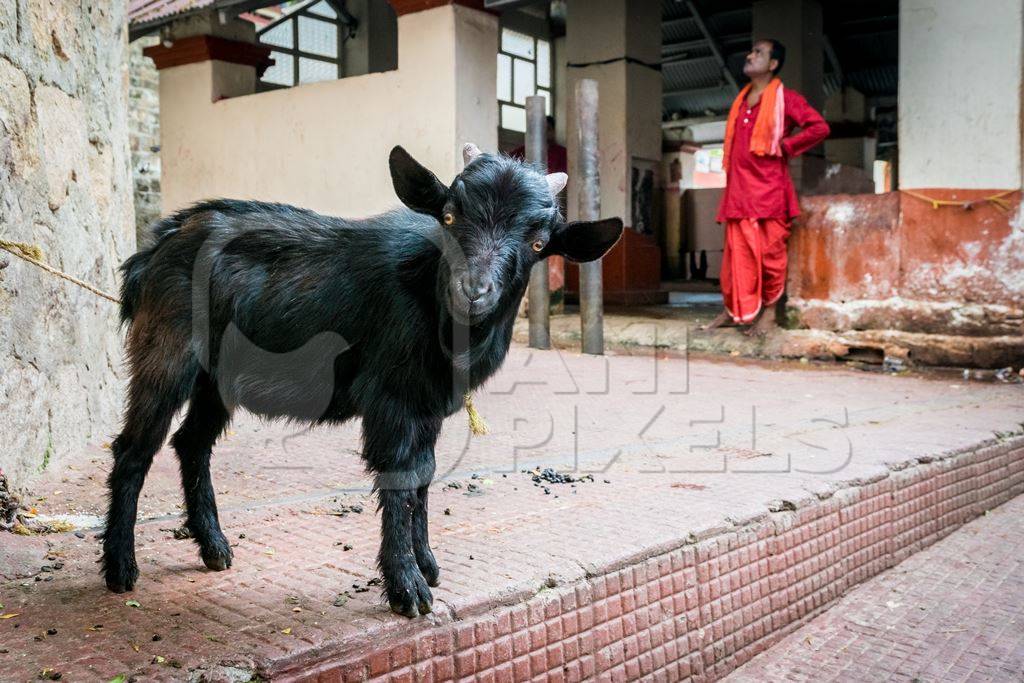 Baby goat for religious sacrifice at Kamakhya temple