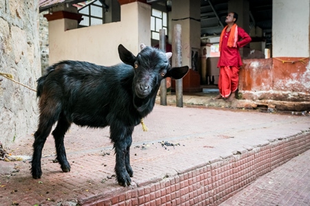 Baby goat for religious sacrifice at Kamakhya temple