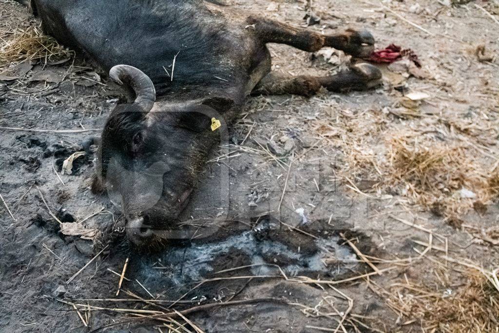 Dead farmed Indian buffalo on an urban dairy farm or tabela, Aarey milk colony, Mumbai, India, 2023