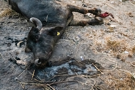 Dead farmed Indian buffalo on an urban dairy farm or tabela, Aarey milk colony, Mumbai, India, 2023