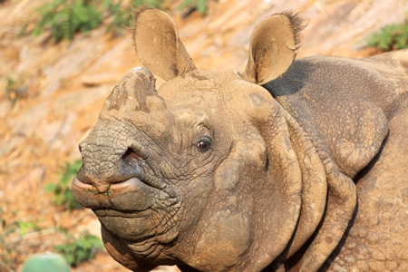Indian one horned rhino