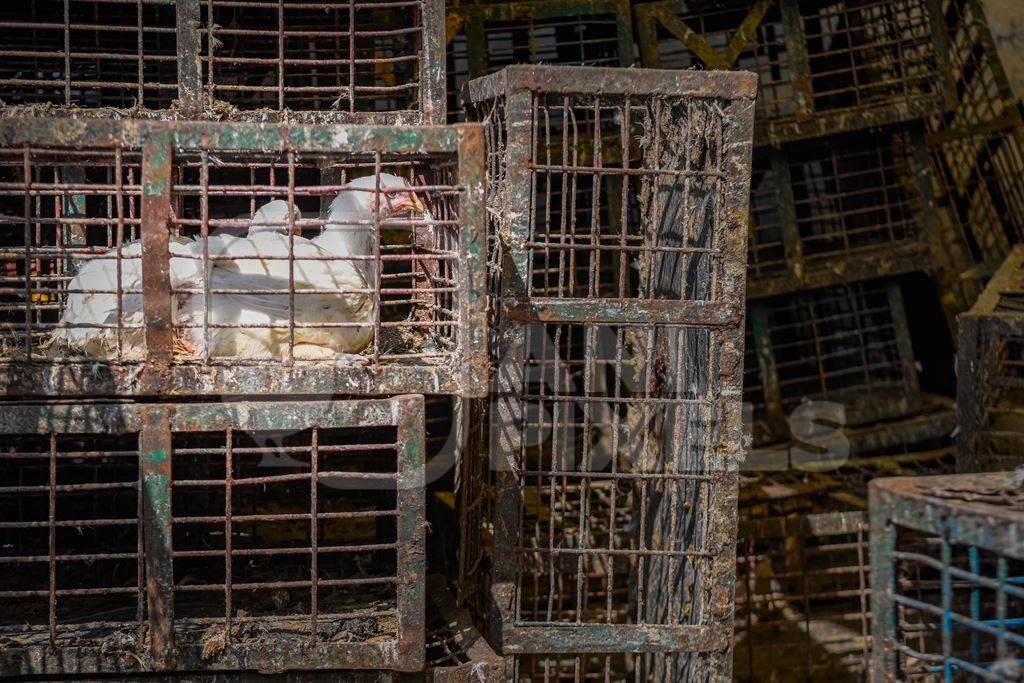 Two Indian broiler chickens in dirty cages at Ghazipur murga mandi, Ghazipur, Delhi, India, 2022