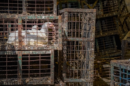Two Indian broiler chickens in dirty cages at Ghazipur murga mandi, Ghazipur, Delhi, India, 2022