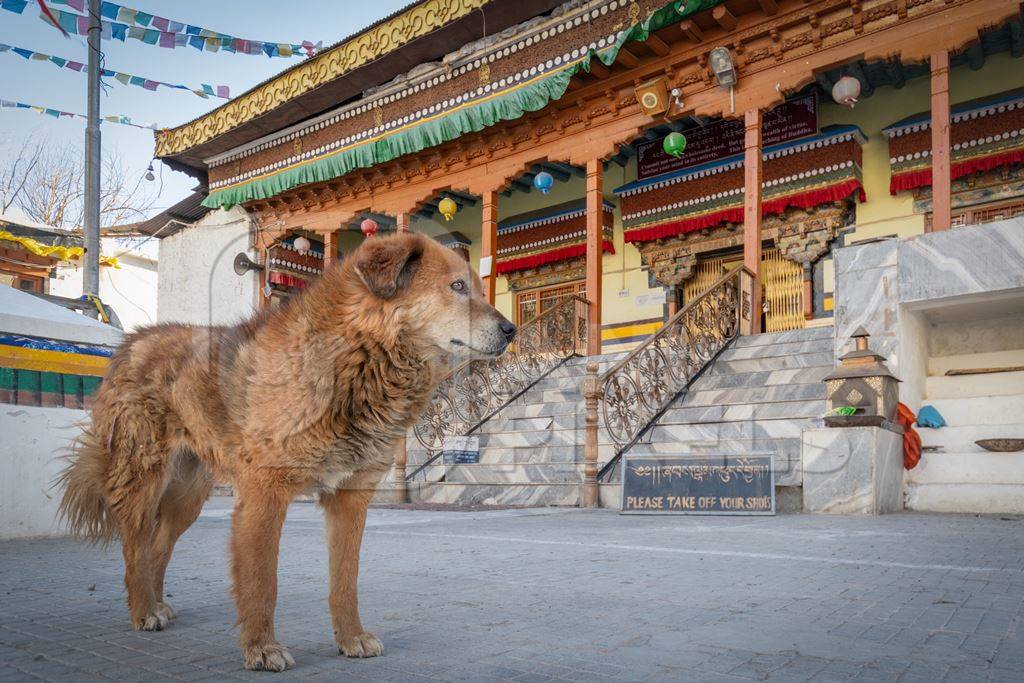 Indian street or stray dog in Ladakh in the mountains of the Himalayas