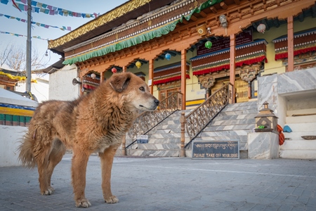 Indian street or stray dog in Ladakh in the mountains of the Himalayas