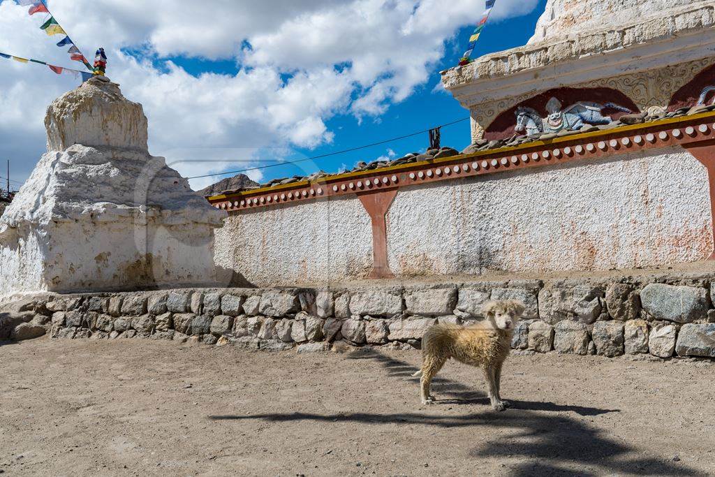 Dirty stray puppy outside a monastery in Ladakh, in the Himalayan mountains