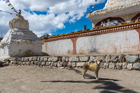 Dirty stray puppy outside a monastery in Ladakh, in the Himalayan mountains