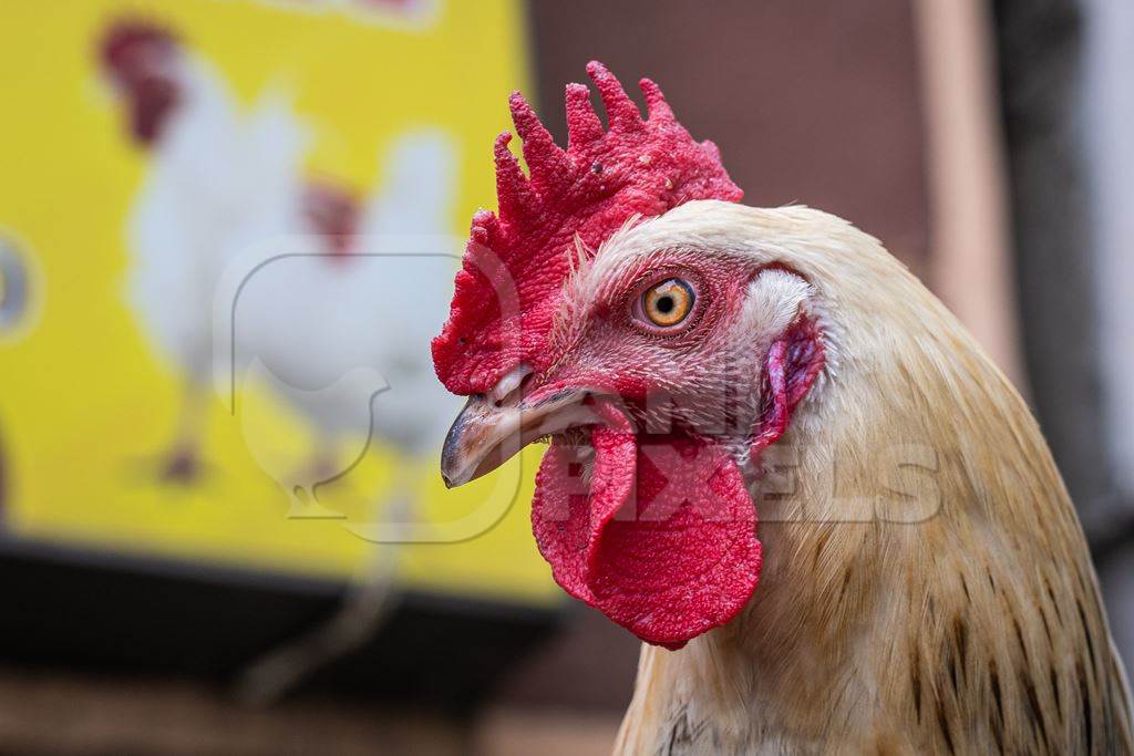 Rooster or cockerel chicken tied up outside chicken meat poultry shop in urban city in Maharashtra, India, 2021