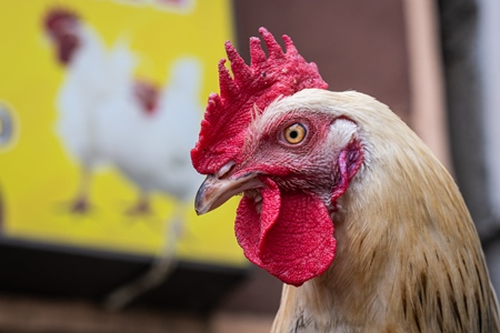 Rooster or cockerel chicken tied up outside chicken meat poultry shop in urban city in Maharashtra, India, 2021