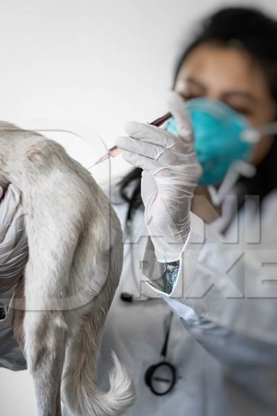 Street dog being vaccinated against rabies with anti rabies injection by veterinary doctor