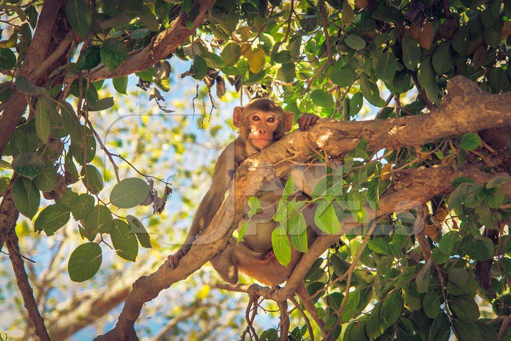 Macaque monkey in a tree