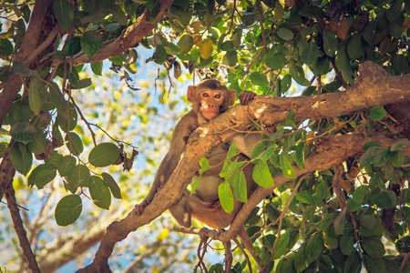 Macaque monkey in a tree